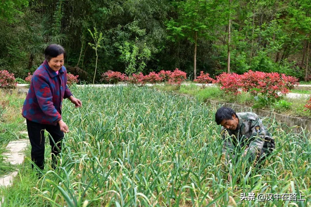 果哥最新观看，探索影视娱乐的新领域